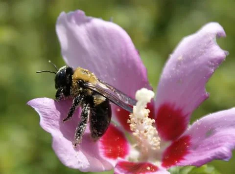 Bumble bee in pollen 스톡 사진