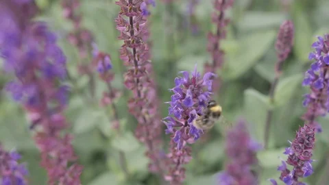 Bumble Bee Pollenates Lavender Vídeo Stock 120256111