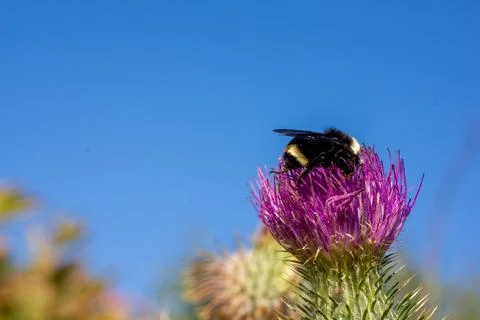 A bumble bee pollenating a pink thistle flower Stock Photos