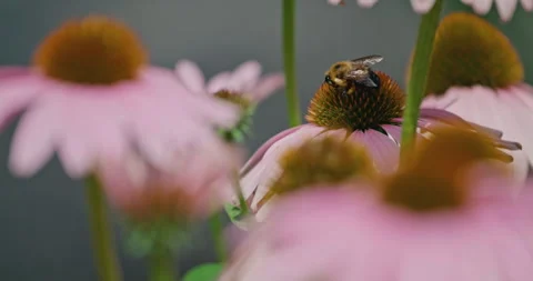 Bumble Bee Pollenating A Purple Coneflower in a Garden, 4K Stock Footage 259064334