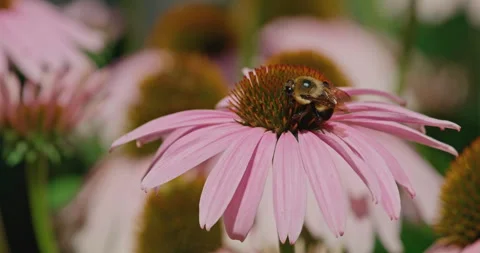 Bumble Bee Pollenating Purple Coneflower Then Flying Away, 4K Stock Footage 259065171