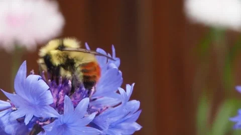 Bumble bee pollinated in summer Stock Footage 204868902