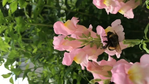 Bumble Bee pollinates colorful gillyflower Stock Footage 146708193