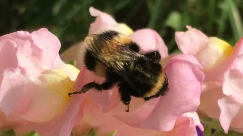 Bumble Bee pollinates colorful gillyflower Stock Footage 146708542