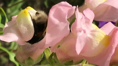 Bumble Bee pollinates colorful gillyflower Stock Footage 146708573