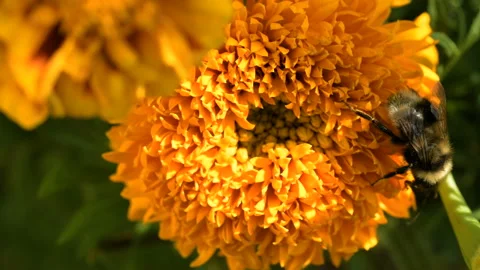 Bumble Bee pollinates colorful Marigold flower Stock Footage 144270835