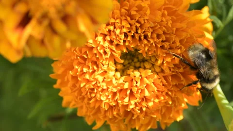 Bumble Bee pollinates colorful Marigold flower Stock Footage 144270852