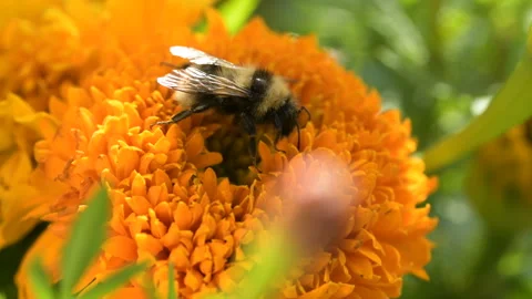 Bumble Bee pollinates colorful Marigold flower Stock Footage 145398446
