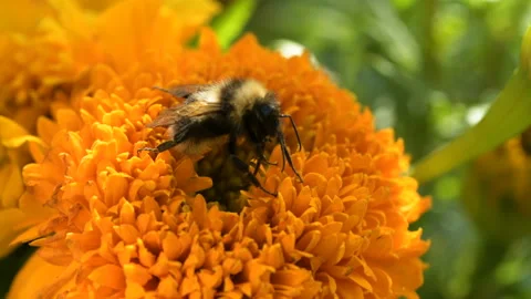 Bumble Bee pollinates colorful Marigold flower Stock Footage 145398462
