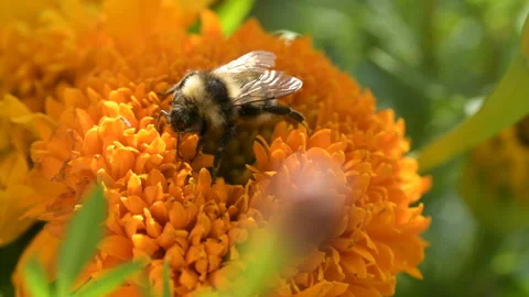Bumble Bee pollinates colorful Marigold flower Stock Footage 145413123