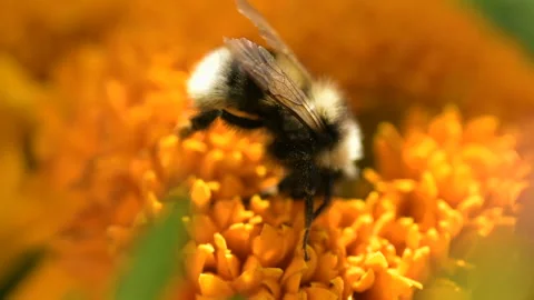 Bumble Bee pollinates colorful Marigold flower Stock Footage 145413860