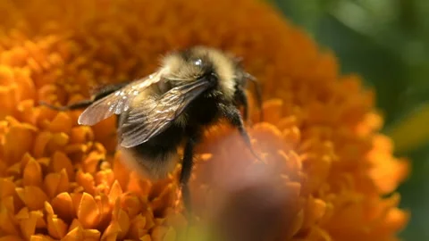 Bumble Bee pollinates colorful Marigold flower Stock Footage 145414951