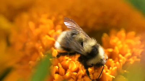 Bumble Bee pollinates colorful Marigold flower Stock Footage 145415157