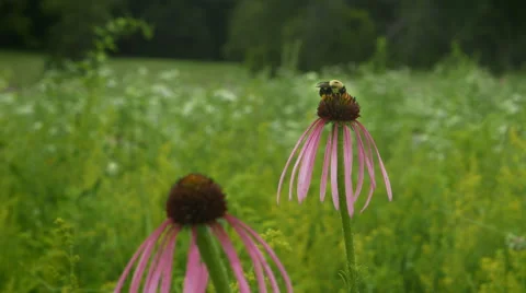 Bumble Bee Pollinates Flower and Flies Away Stock Footage 68029842