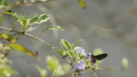 Bumble Bee Pollinates Flowering Tree Stock Footage 195276014