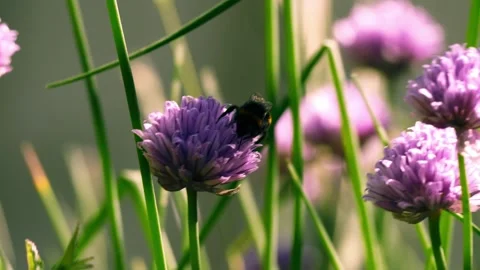Bumble bee pollinates German Garlic purple flower 스톡 동영상 277192993