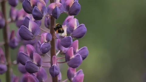 A bumble bee pollinates a lupin Stock Footage 116492241