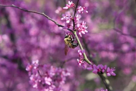 Bumble Bee Pollinates Pink Blossoms On Tree Foto stock