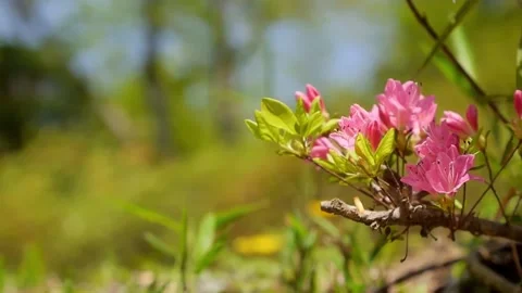 Bumble bee pollinates a rhododendron. Flowers in spring bloom. Beautiful Stock Footage 154116197