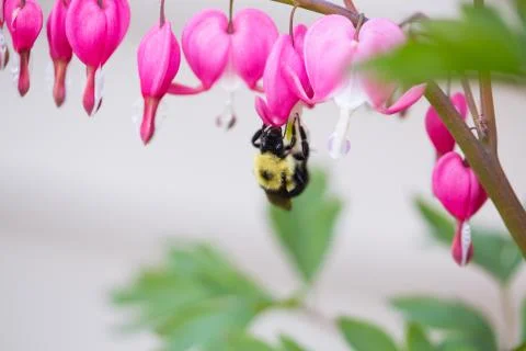 Bumble Bee Pollinating a Bleeding Heart Flower Stock Photos