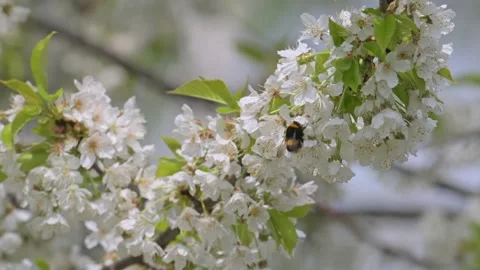 Bumble bee pollinating cherry flowers in slow motion Stock Footage 345490123