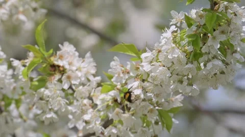 Bumble bee pollinating cherry flowers in slow motion 스톡 동영상 345490157