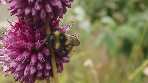 Bumble Bee pollinating a Drumstick Allium flower macro close up stock footage Stock Footage 344781831