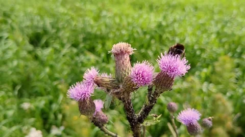 Bumble bee pollinating flower and insects flying in meadow Stock Footage 344106973