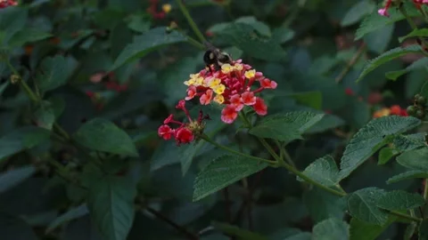 A bumble bee pollinating a flower Stock Footage 142110456