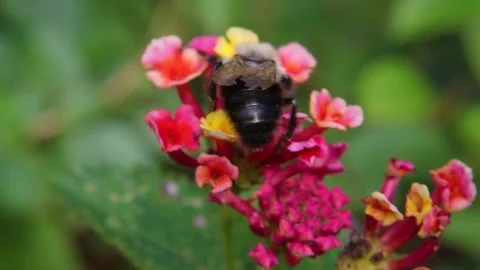 A bumble bee pollinating a flower Stock Footage 142158287