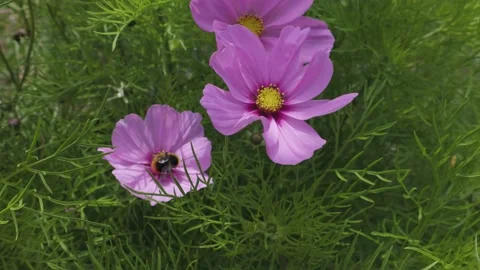 Bumble bee pollinating flower petals on a pink cosmos Stock Footage 159228735