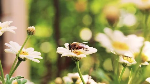 Bumble-Bee Pollinating Flower In Summer, Hive, Macro Stock Footage 70133294