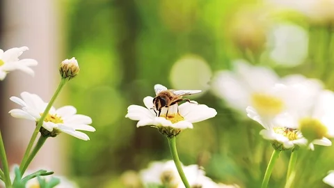 Bumble-Bee Pollinating Flower In Summer, Hive, Macro Stock Footage 70134141