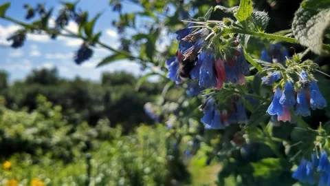 Bumble bee pollinating flowers, flying around flowers and towards the camera Stock Footage 344098176