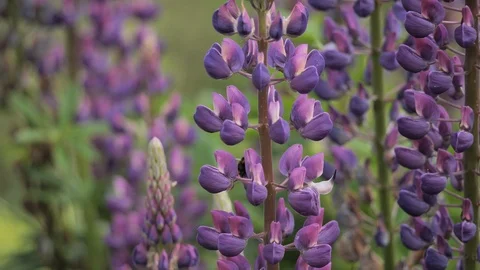 Bumble bee pollinating a lupin Stock Footage 116491996