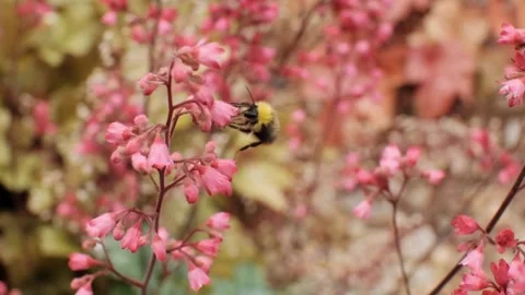 Bumble bee pollinating pink flower, slow motion Stock Footage 156180661
