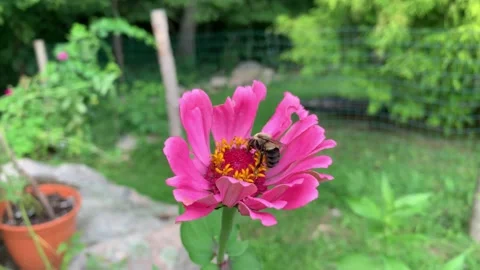 Bumble bee pollinating pink flower Vidéo 169973751