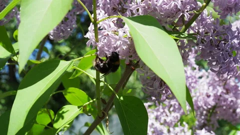Bumble bee pollinating pink lilac flowers lilac Stock Footage 131262476