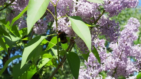 Bumble bee pollinating pink lilac flowers lilac Stock Footage 131302044