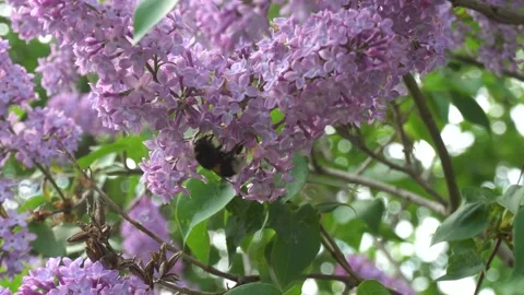 Bumble bee pollinating pink lilac flowers lilac Stock Footage 135434633