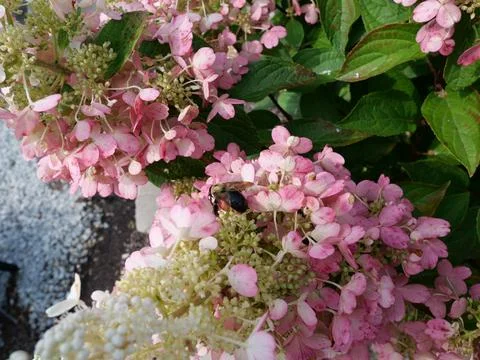 Bumble bee pollinating small pink hydrangea flowers Photos