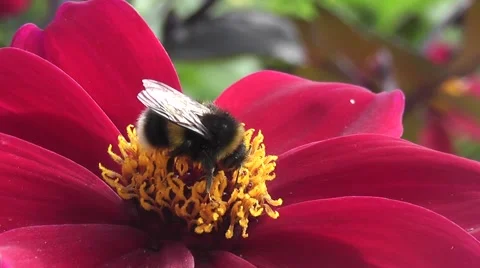 Bumble Bee Pollinating Summer Dahlia Flower in Wildflower Meadow Stock-Footage 48856874
