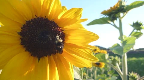Bumble Bee Pollinating Sunflower Video stock 41426967