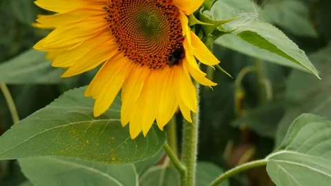 Bumble bee pollinating a sunflower in Summer in the field. Close up video Video stock 291681849