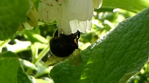 Bumble Bee Pollinating White Flower Stock Footage 42978305