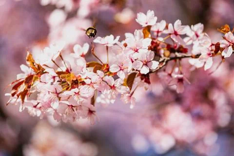 A bumble bee (pollinator) allows pollination flying over pink cherry flowers Stock Photos