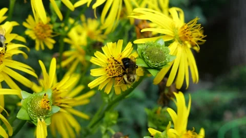 Bumble bee pollinator insect on cluster of yellow flowers moving around Stock Footage 344709767