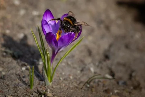 Bumble-bee polluted in the pollen Stock Photos