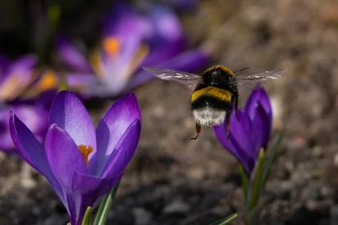 Bumble-bee polluted in the pollen Stock Photos