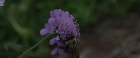 Bumble Bee on purple flower Video stock 137041948